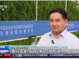 沙漠溫室種水稻！中國(guó)科學(xué)家在新疆和田試種成功